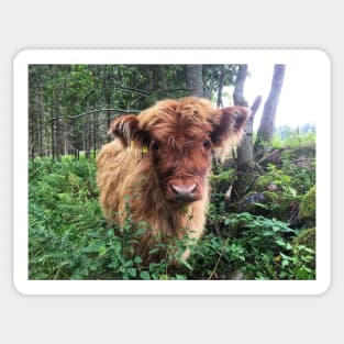 Scottish Highland Cattle Calf 1820 Sticker